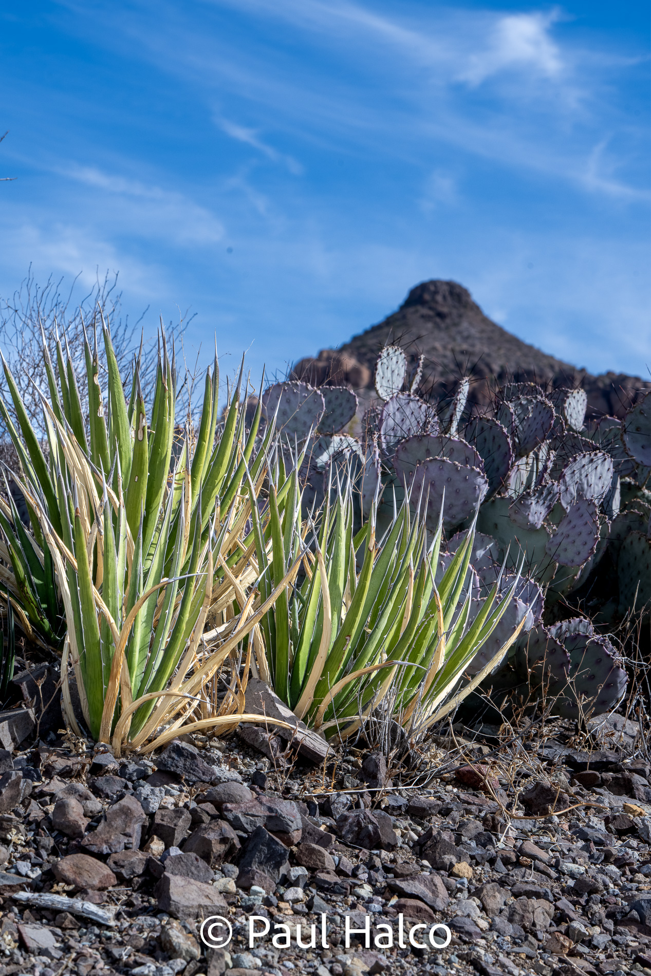 Paul Halco - Big Bend NP-1